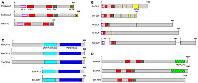 In silico Identification of a Molecular Circadian System With Novel Features in the Crustacean Model Organism Parhyale hawaiensis